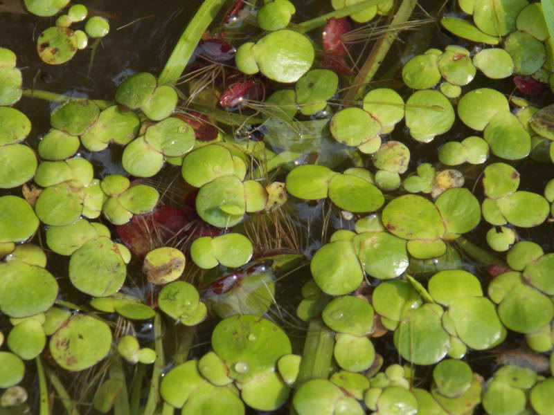 Spirodella polyrhiza