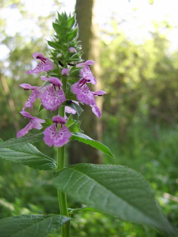 Stachys palustris