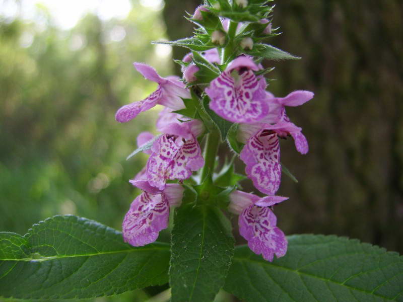 Stachys palustris