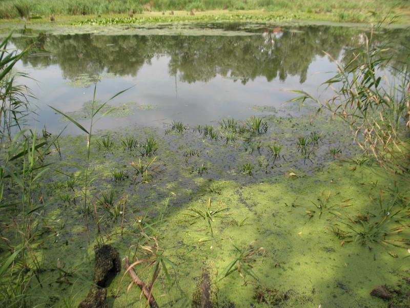 Stratiotes aloides