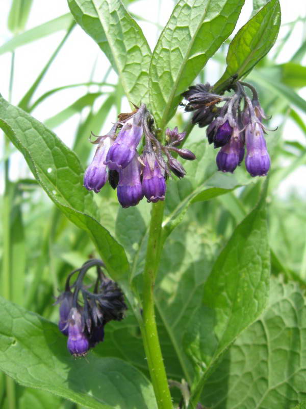 Comfrey, Symphutum officinale