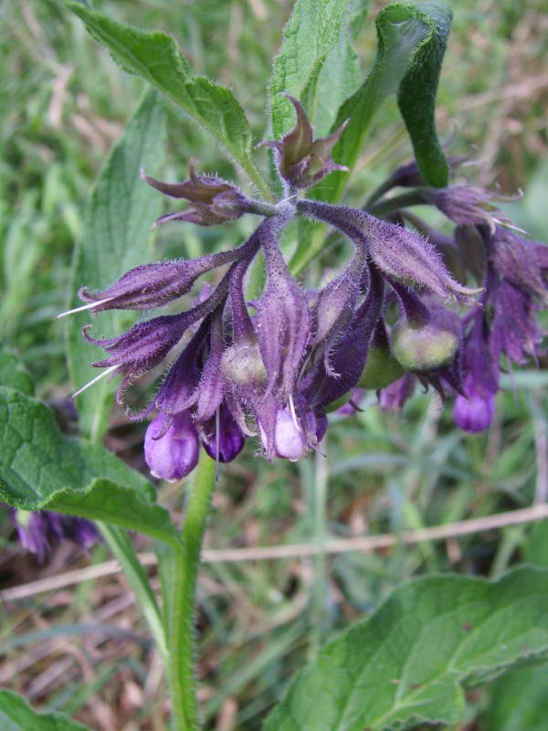 Comfrey, Symphutum officinale