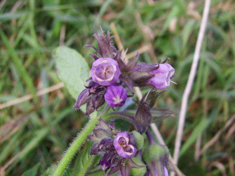 Comfrey, Symphutum officinale