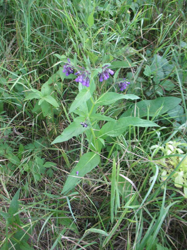 Comfrey, Symphytum officinale