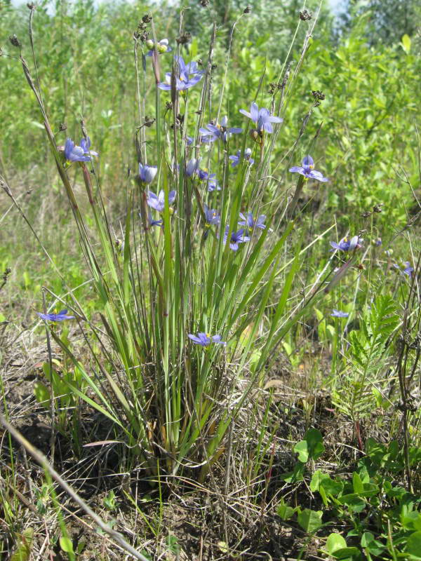 Sysirinchium montanum