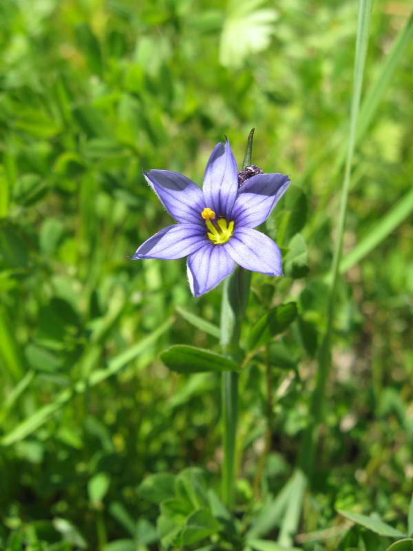 Sysirinchium montanum