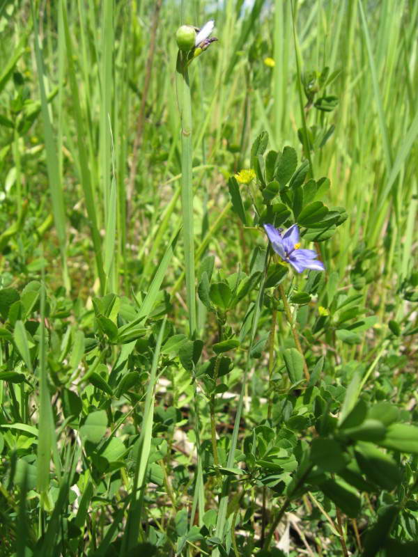 Sysirinchium montanum