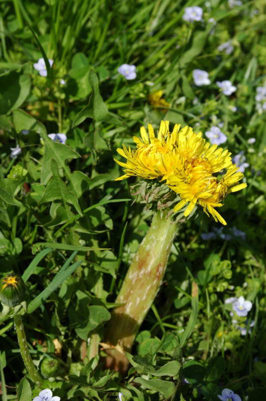 Dandelion, Taraxacum officinale