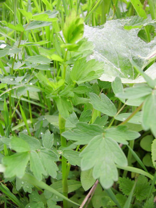 Thalictrum flavum