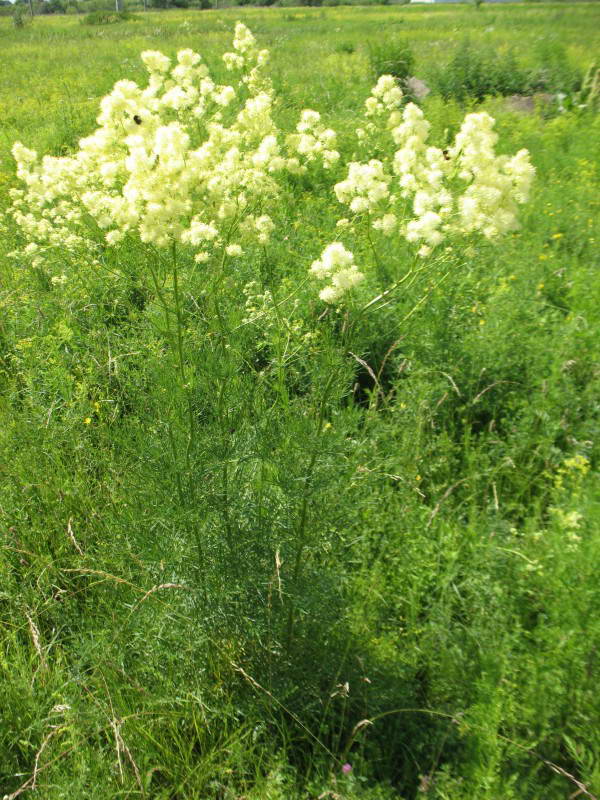 Thalictrum lucidum