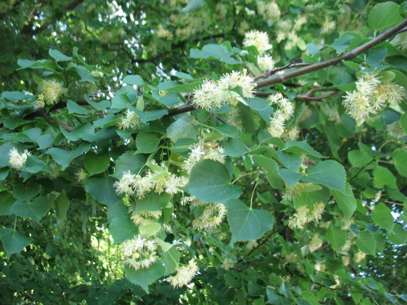 Tilia cordata