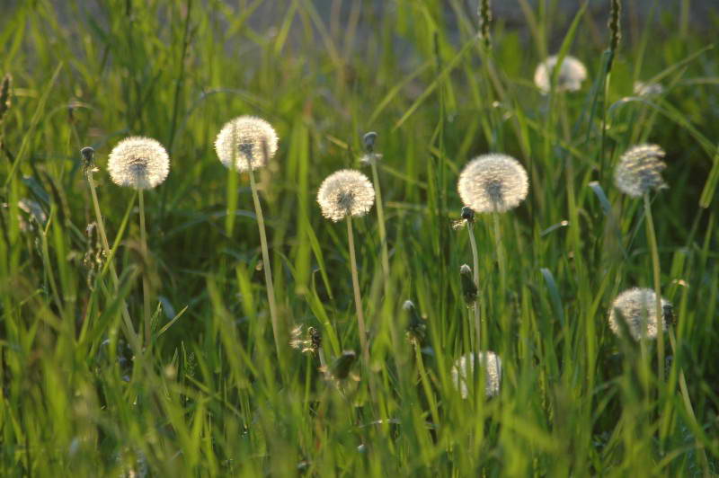 Dandelion, Taraxacum officinale