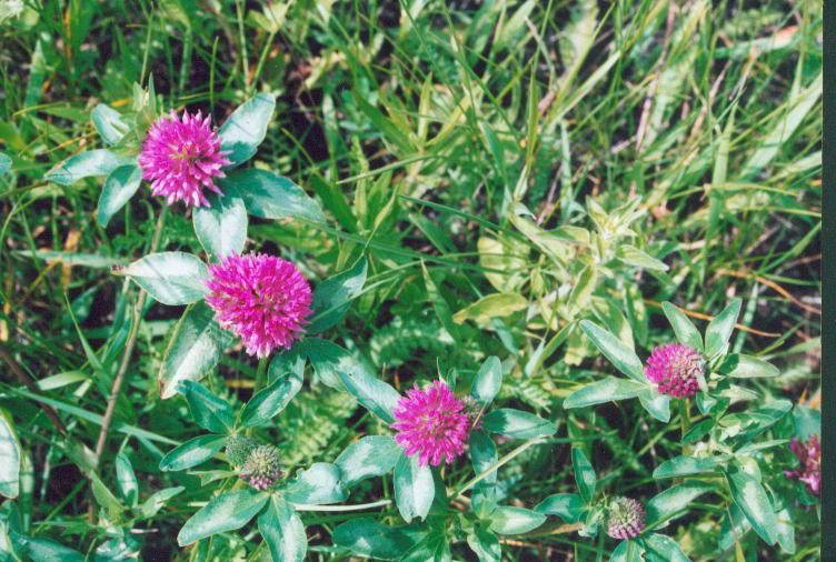 Alpine Clover, Trifolium alpestre