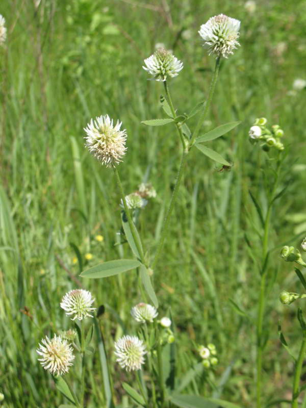 Mountain Clover, Trifolium montanum