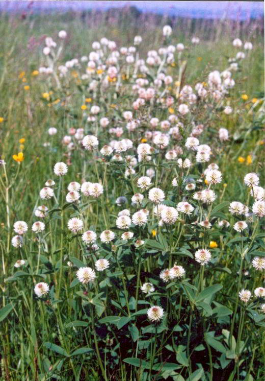 Mountain Clover, Trifolium montanum