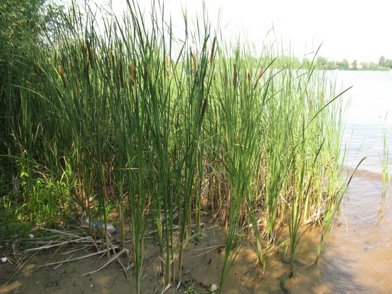 Typha angustifolia