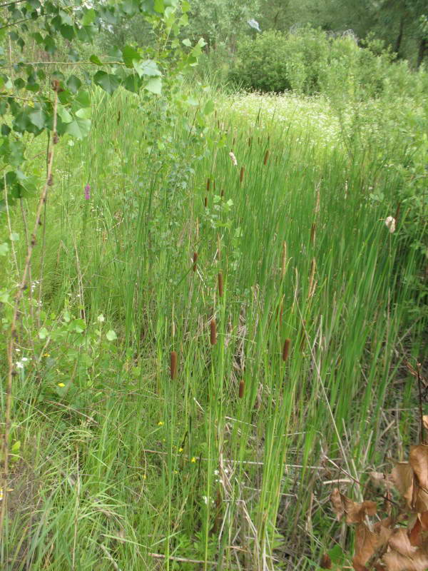 Typha angustifolia