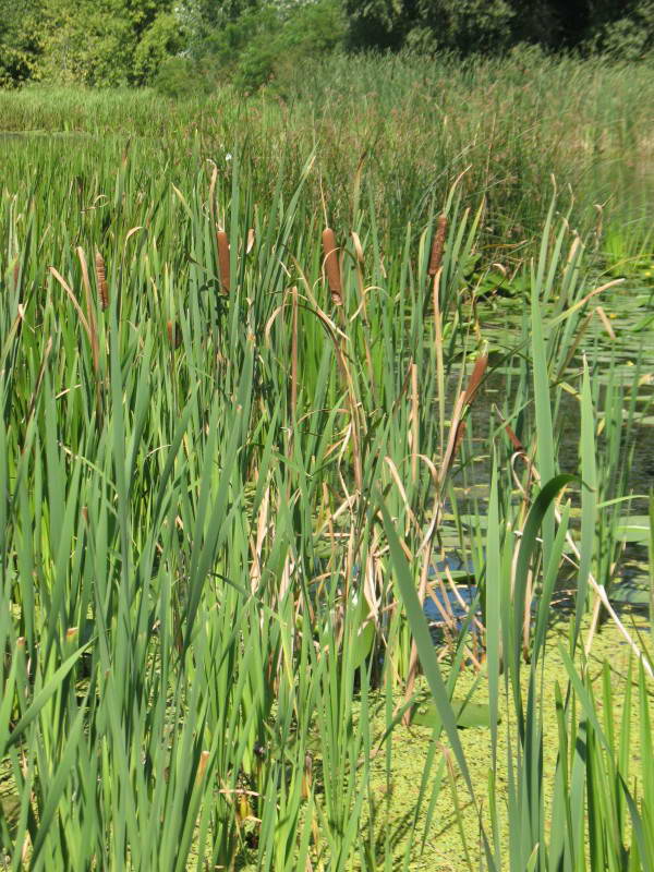 Typha latifolia