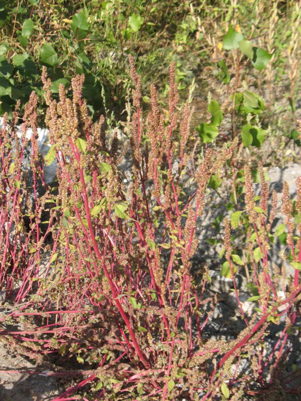 Лебеда Atriplex, Залив Доманя (Фото…