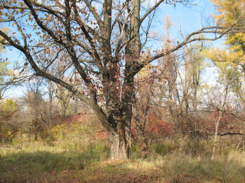 Elm, Ulmus laevis