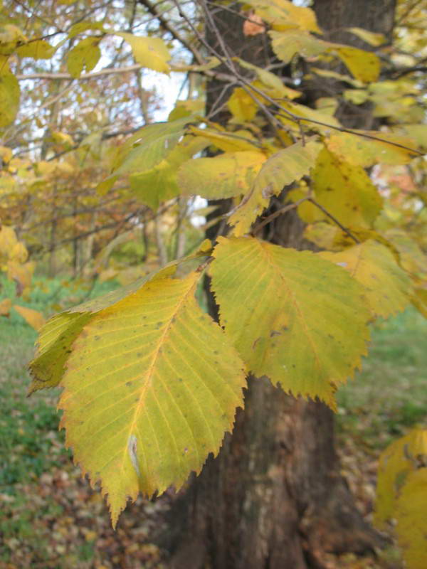 Ulmus laevis