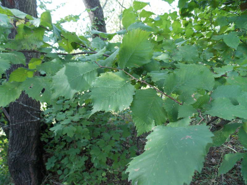 Ulmus laevis