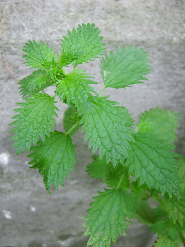 Urtica urens