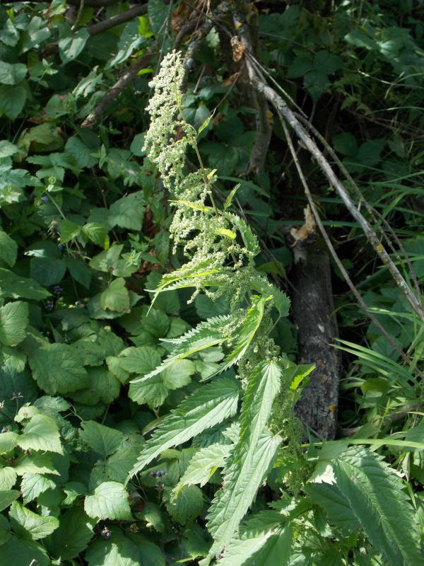 Nettle, Urtica