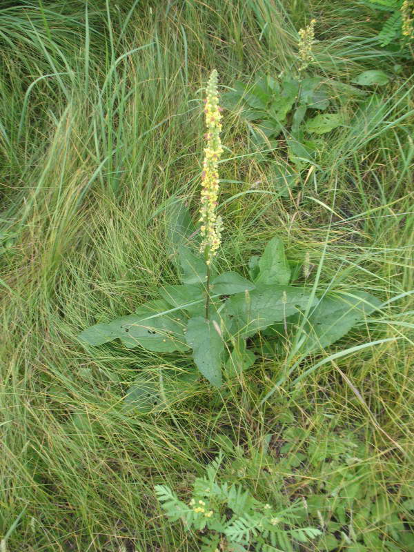 Verbascum nigrum