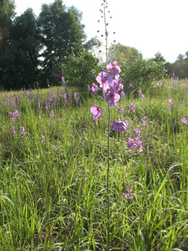 Verbascum foeniceum