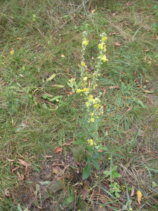 Verbascum lychnitis