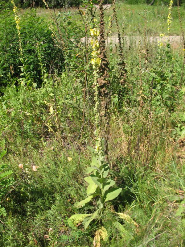 Verbascum lychnitis