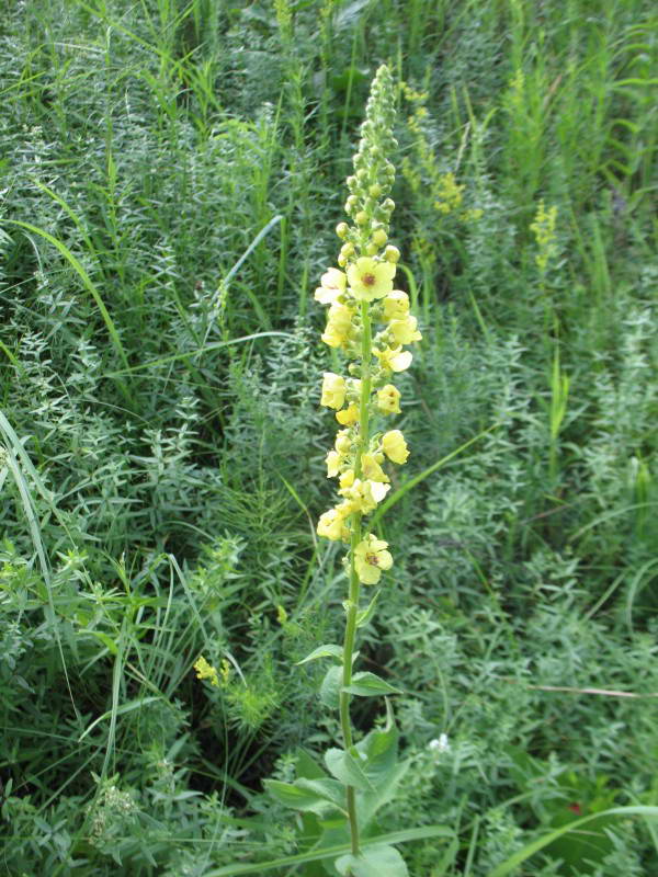 Verbascum nigrum