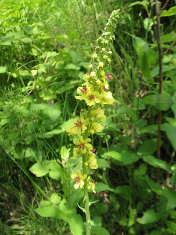 Verbascum nigrum