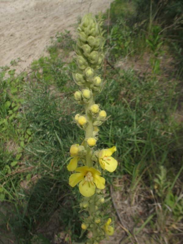 Verbascum phlomoides