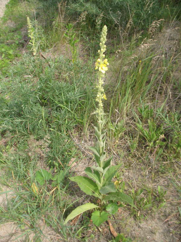 Verbascum phlomoides