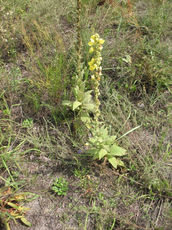 Verbascum phlomoides