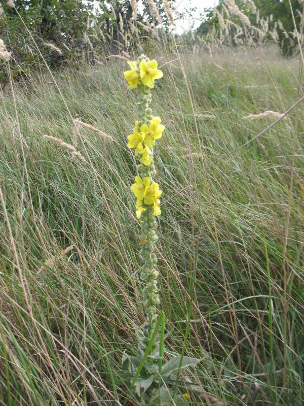 Verbascum phlomoides