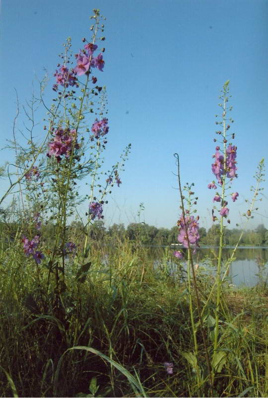 Verbascum phoeniceum