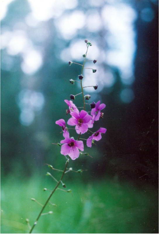 Verbascum phoeniceum