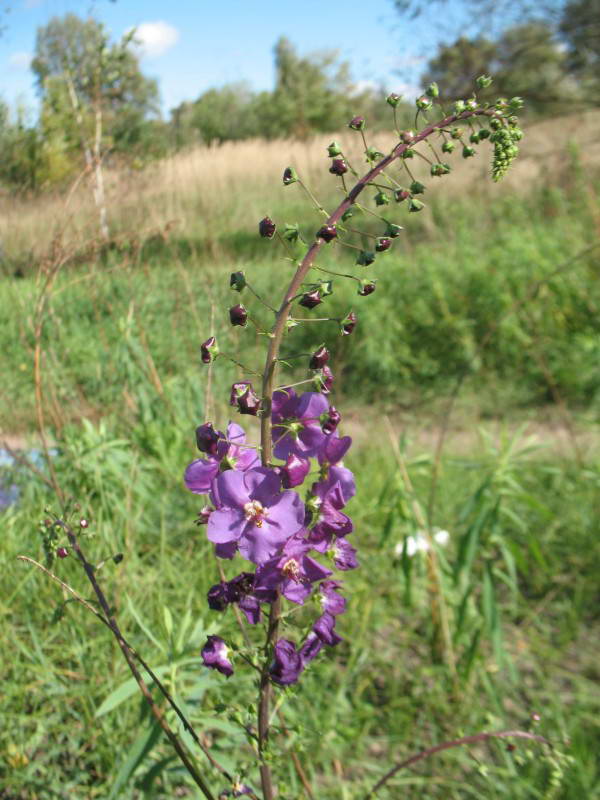 Verbascum phoeniceum