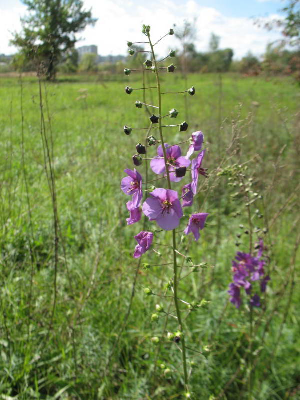 Verbascum phoeniceum