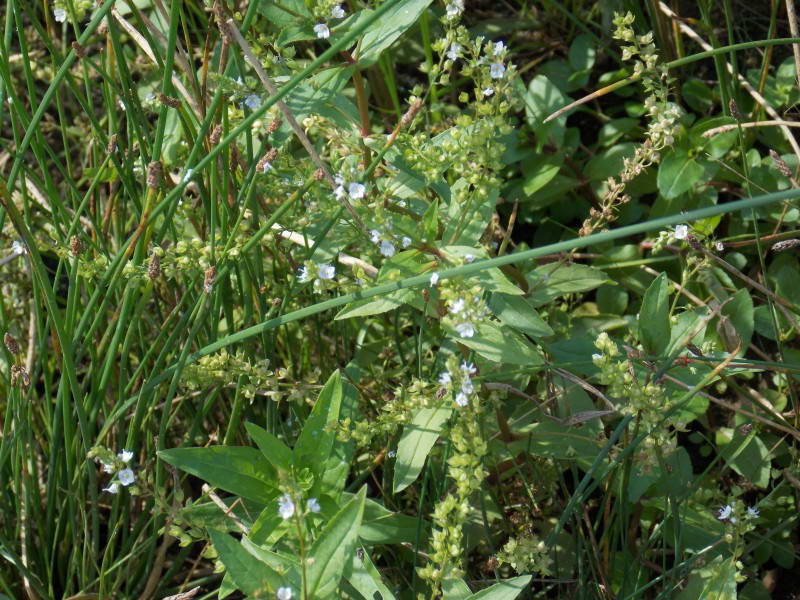 Veronica anagallis aquatica