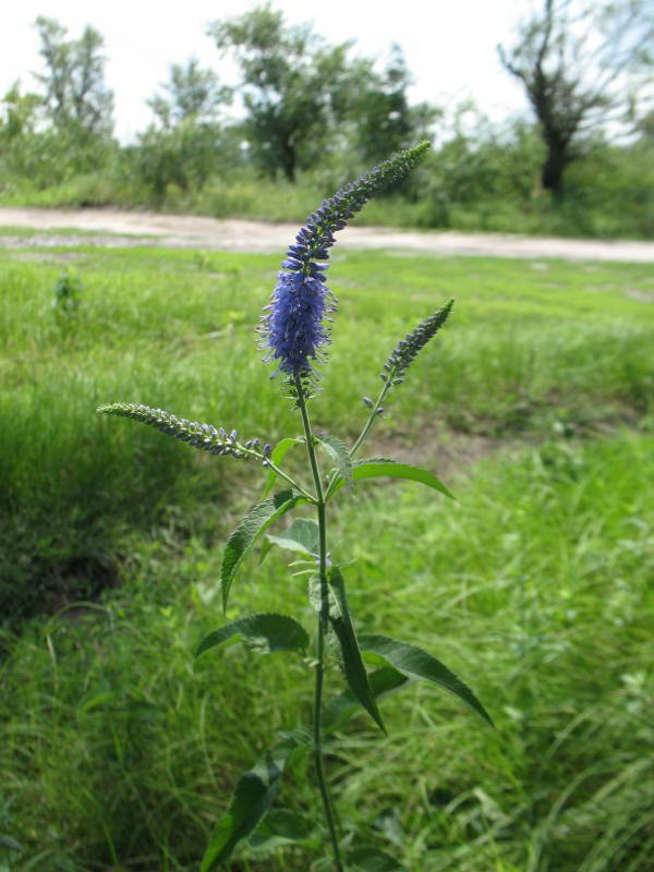 Parnikoza I.Yu. - Veronica longifolia