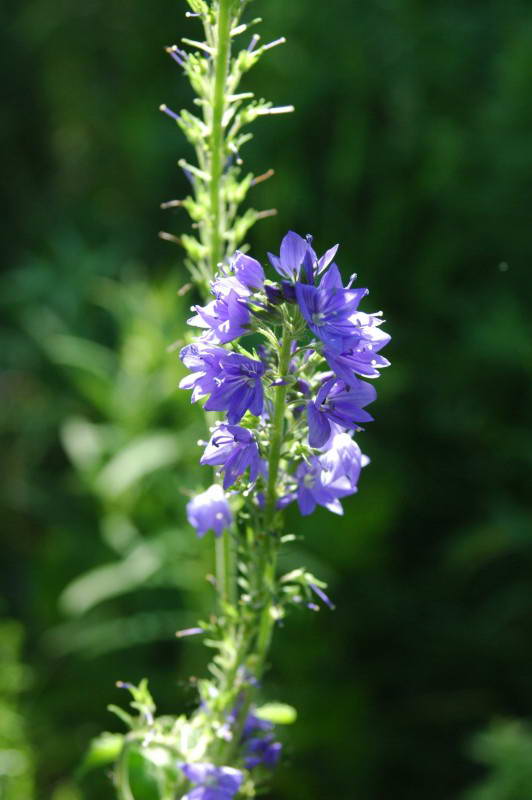 Veronica longifolia