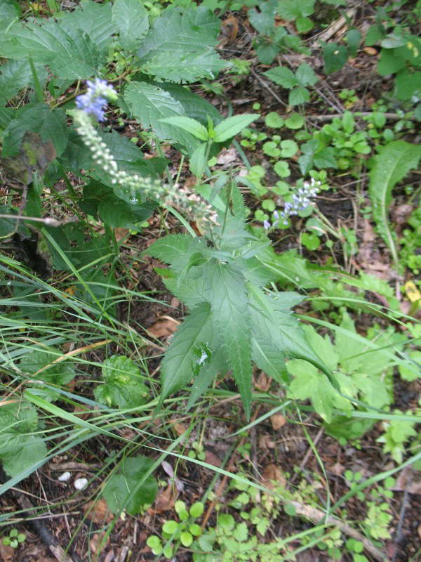 Veronica longifolia