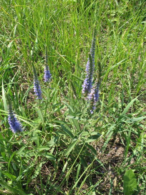 Veronica spicata