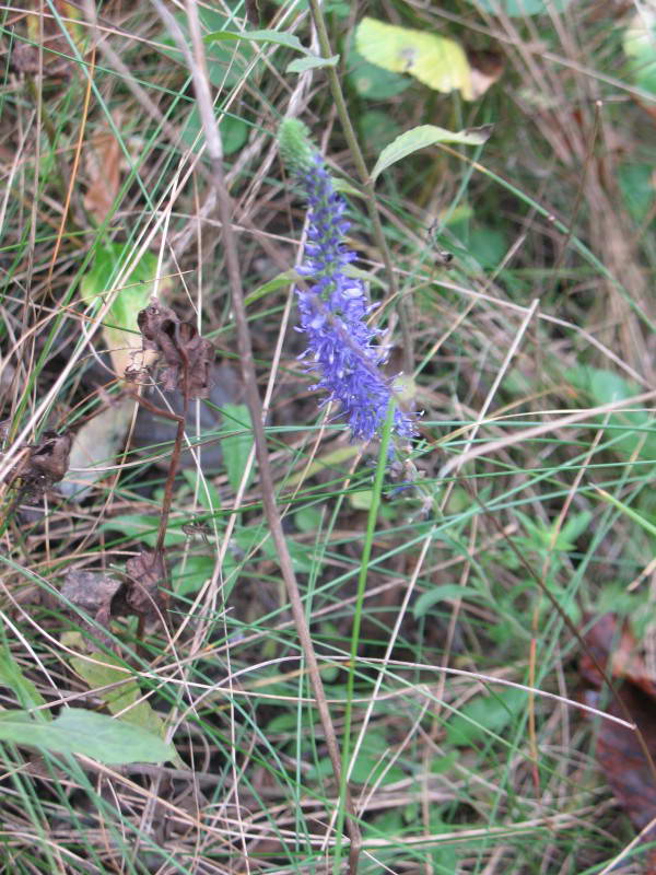 Veronica spicata