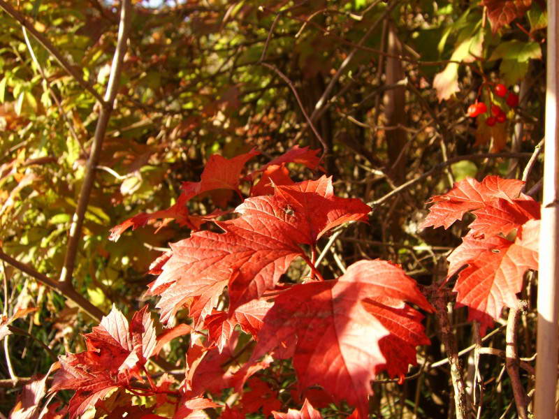 Viburnum opulus