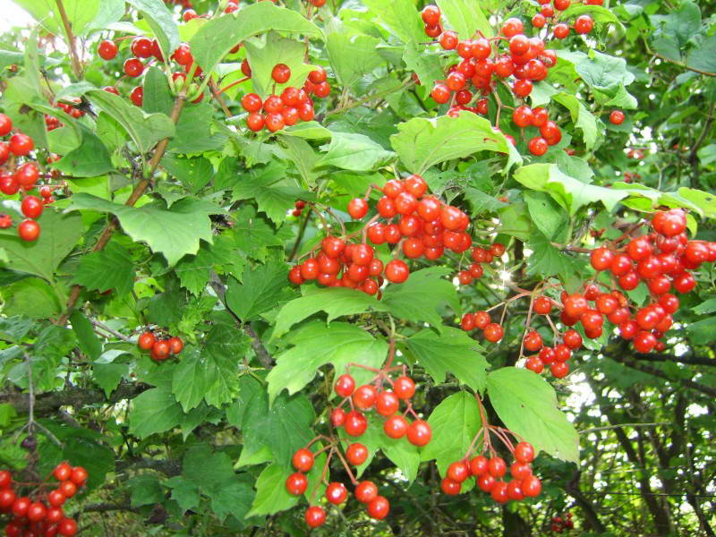 Viburnum opulus